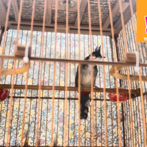 Thay lông cho chiến binh Nông Dân-176