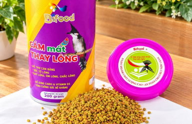 TẠI SAO CÁM MÁT THAY LÔNG CÓ 2 MÀU - ĐỎ & VÀNG?