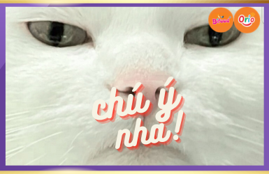 Tác Hại Của Muối Trong Thức Gây Rụng Lông Mèo | Orio Chó Mèo